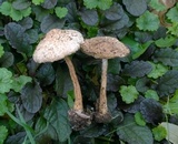 Echinoderma asperum image