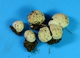 Lycoperdon curtisii image