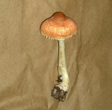 Leucoagaricus rubrotinctus image