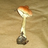 Leucoagaricus rubrotinctus image