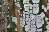Xylobolus frustulatus image