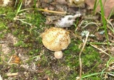 Lycoperdon marginatum image
