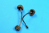 Melanophyllum haematospermum image