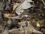 Melanophyllum haematospermum image