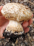 Chlorophyllum rachodes image