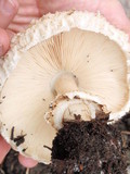 Chlorophyllum rachodes image
