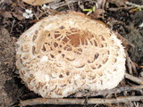 Chlorophyllum rachodes image