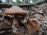 Cortinarius armillatus image