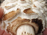 Chlorophyllum rachodes image