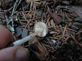 Alboleptonia adnatifolia image
