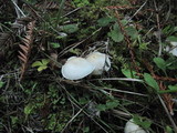 Alboleptonia adnatifolia image