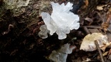 Tremella fuciformis image