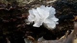 Tremella fuciformis image