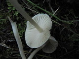 Alboleptonia adnatifolia image