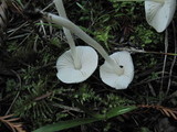 Alboleptonia adnatifolia image