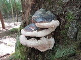 Fomitopsis mounceae image