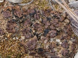 Placidium lacinulatum image