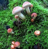 Hypomyces lateritius image