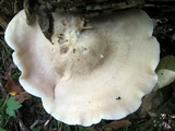 Hypsizygus marmoreus image