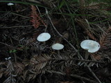 Alboleptonia adnatifolia image