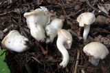 Hygrocybe angustifolia image