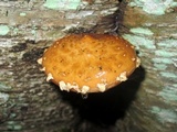 Hemistropharia albocrenulata image
