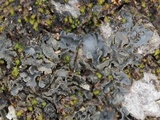 Leptogium austroamericanum image