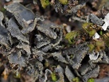 Leptogium austroamericanum image