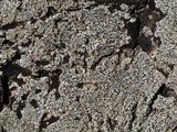 Rinodina destituta image