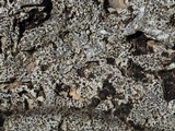 Rinodina destituta image