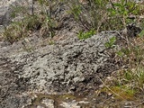 Rinodina destituta image