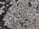 Rinodina destituta image