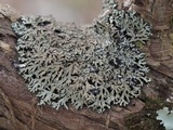 Phaeophyscia ciliata image