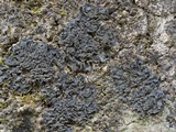Leptogium austroamericanum image