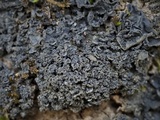 Leptogium austroamericanum image