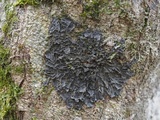 Leptogium cyanescens image