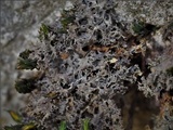 Leptogium lichenoides image