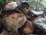 Gymnopilus ventricosus image