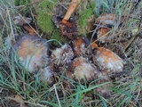 Gymnopilus ventricosus image