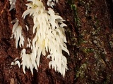 Mucronella bresadolae image