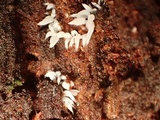 Mucronella bresadolae image