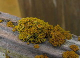 Xanthoria candelaria image