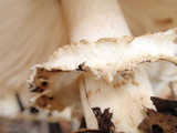 Chlorophyllum rachodes image
