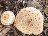 Chlorophyllum rachodes image