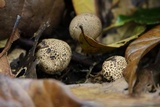 Scleroderma nitidum image
