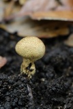 Scleroderma nitidum image