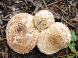 Chlorophyllum rachodes image