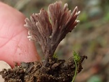 Thelephora terrestris image