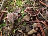 Thelephora terrestris image