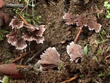 Thelephora terrestris image